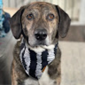 Meet your Posher, Dakota